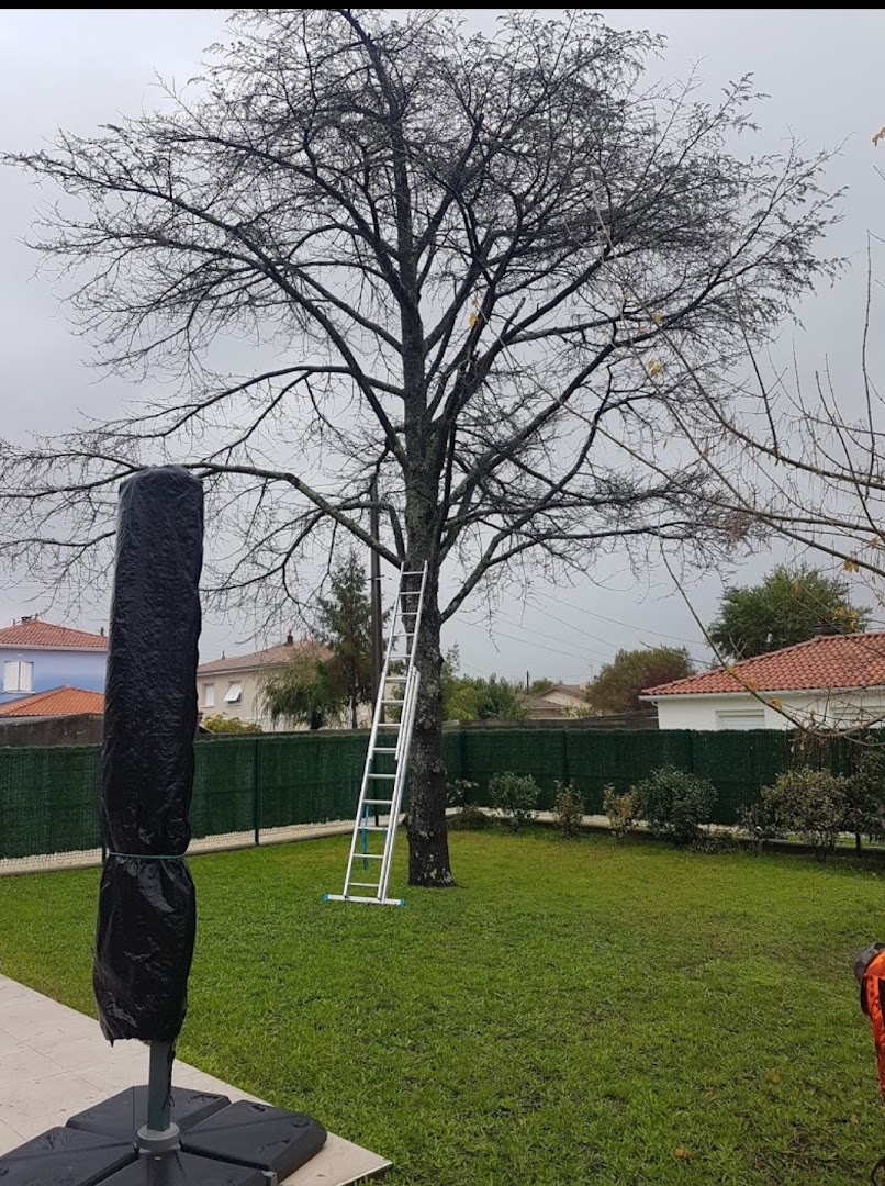 Grand arbre en cours d&rsquo;elagage avec echelle dressee